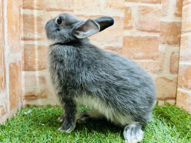 ネザーランドドワーフ