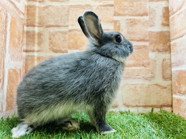 ネザーランドドワーフ