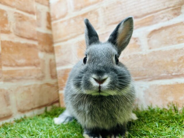 ネザーランドドワーフ