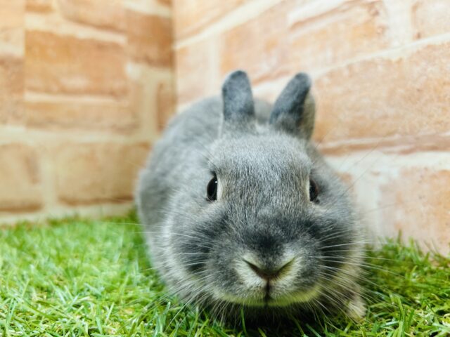 ネザーランドドワーフ