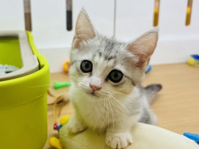 可愛さなら誰にも負けない！？マンチカンちゃん！