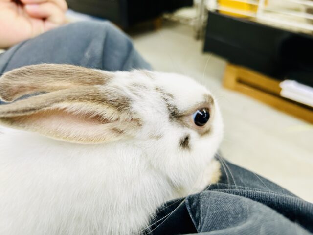 ミニウサギ
