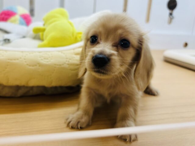 ミニチュアダックス