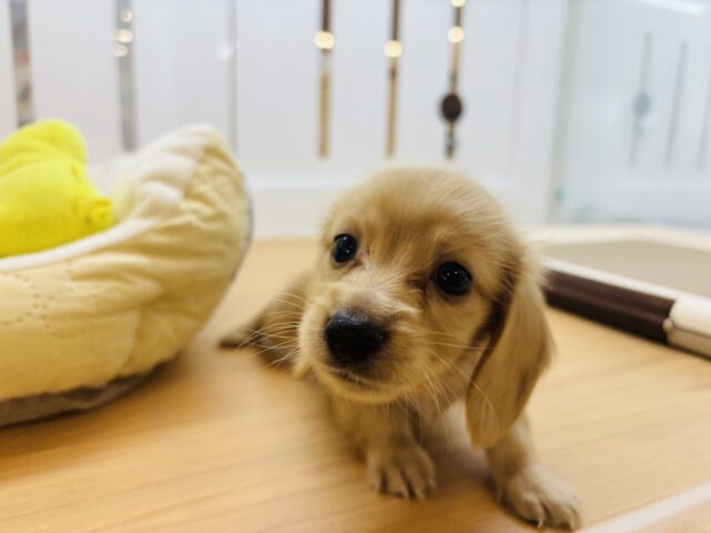 ミニチュアダックス