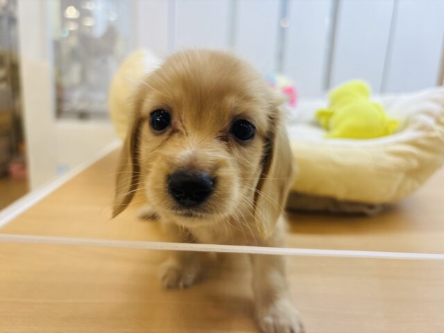 ミニチュアダックス