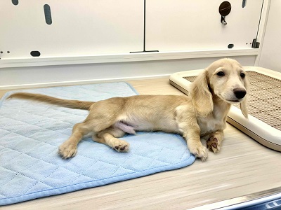 ミニチュアダックス