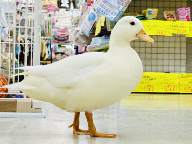 【最新画像更新☆☆】将来は綺麗な白衣の天使👼　コールダック