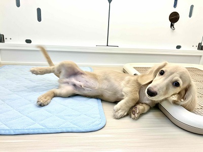 ミニチュアダックス