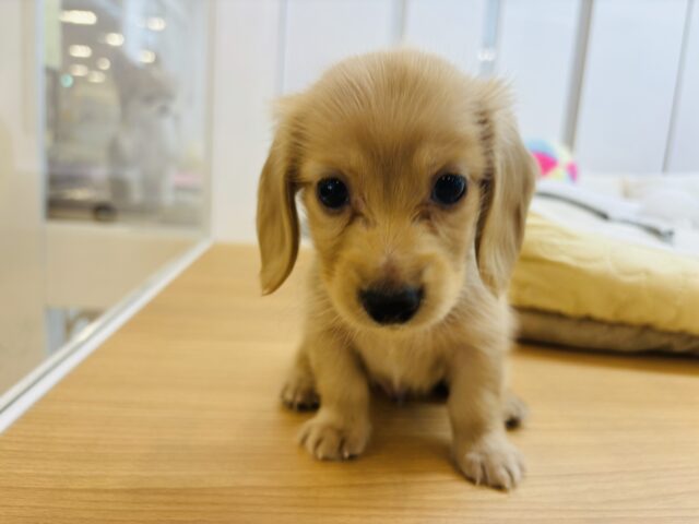 ミニチュアダックス