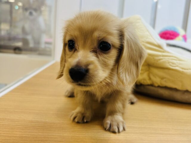 ミニチュアダックス