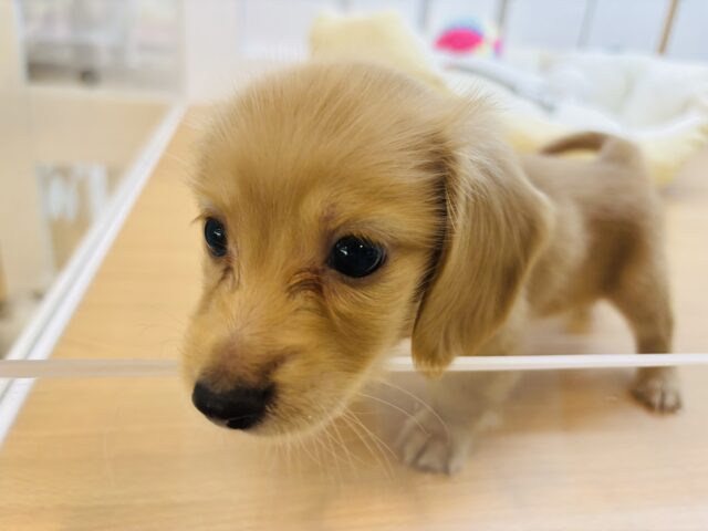 ミニチュアダックス