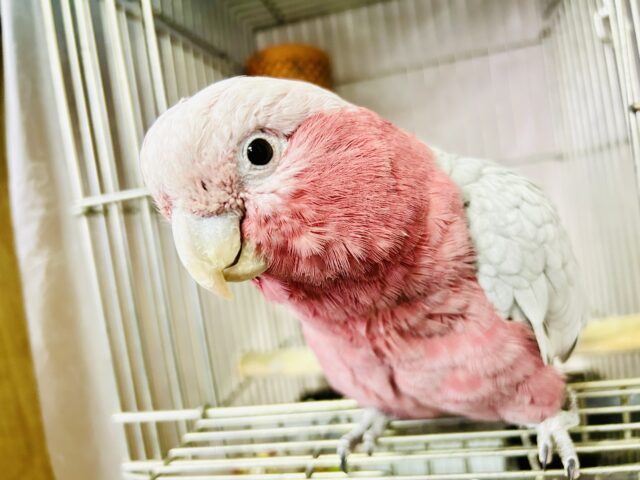 モモイロインコ