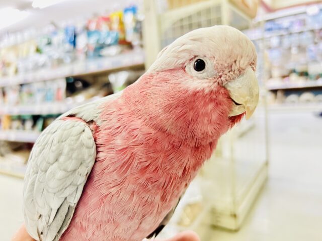 モモイロインコ