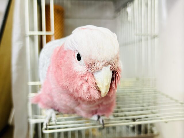 モモイロインコ