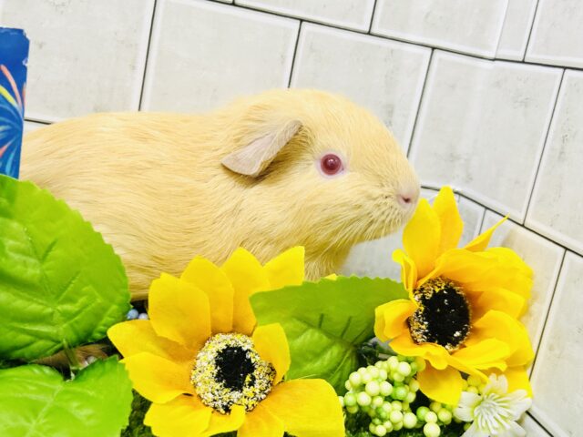 ロシアンモルモット