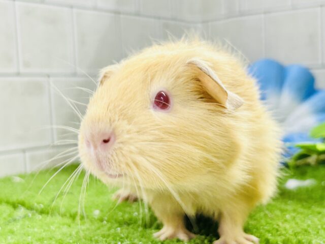 ロシアンモルモット