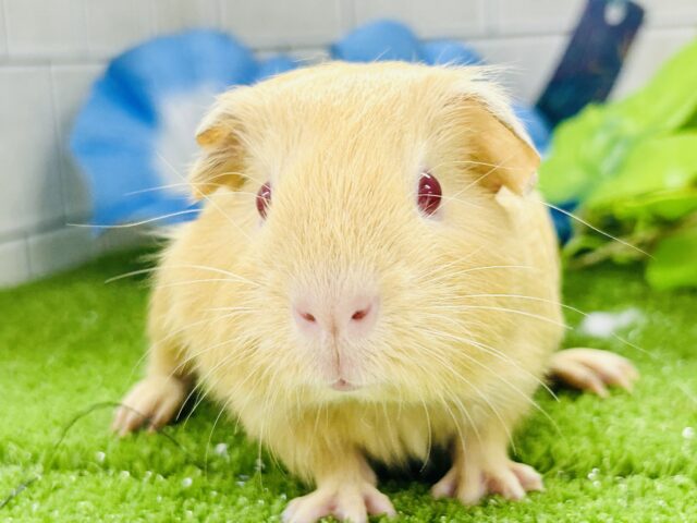 ロシアンモルモット