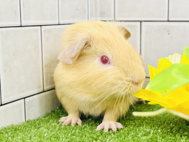 ロシアンモルモット