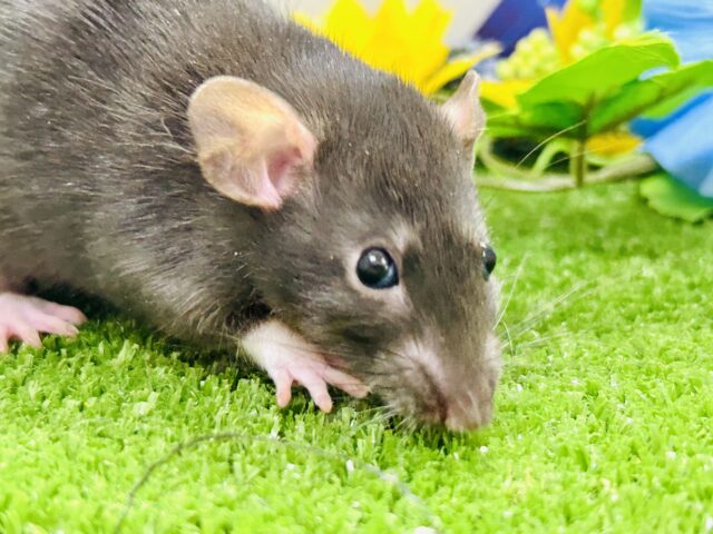 ファンシーラット