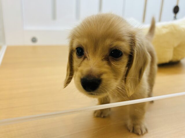 ミニチュアダックス