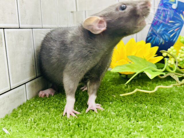 ファンシーラット