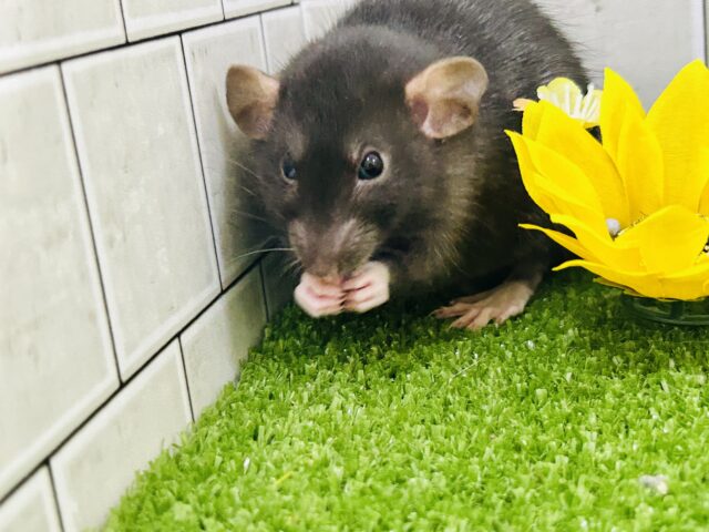 ファンシーラット