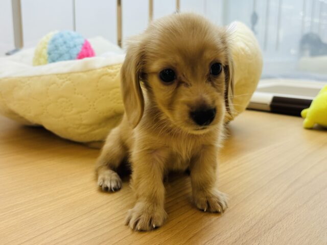 ミニチュアダックス