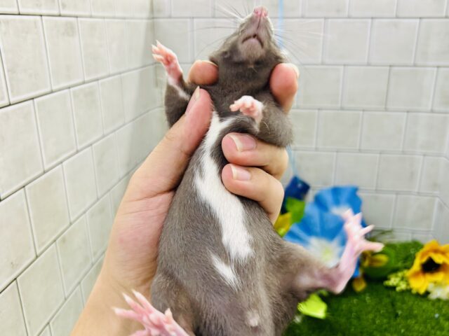 ファンシーラット