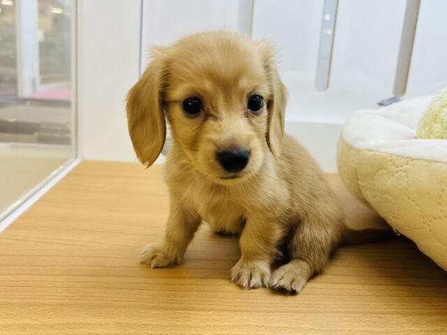 ミニチュアダックス