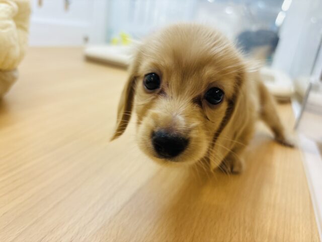 ミニチュアダックス