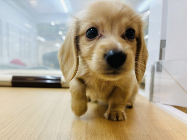 嬉しさでジタバタダンス♬.*ﾟミニチュアダックスくん！