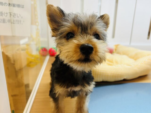 ヨークシャテリア