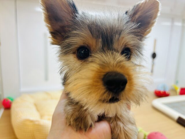 ヨークシャテリア