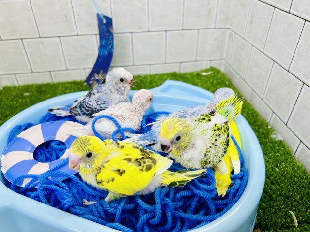 夏の柏フェス開催します！！　鳥さんバージョン(^_^)v