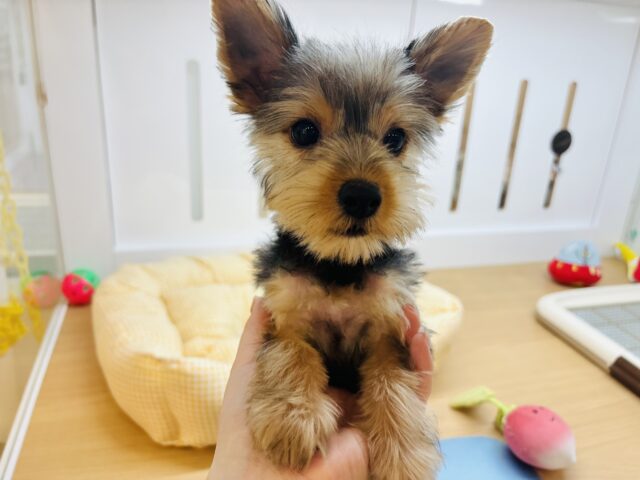 ヨークシャテリア