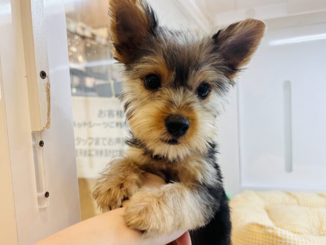 ヨークシャテリア