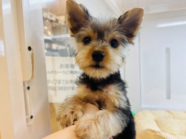 ヨークシャテリア