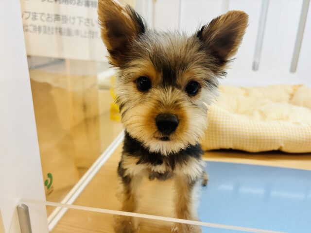 ヨークシャテリア