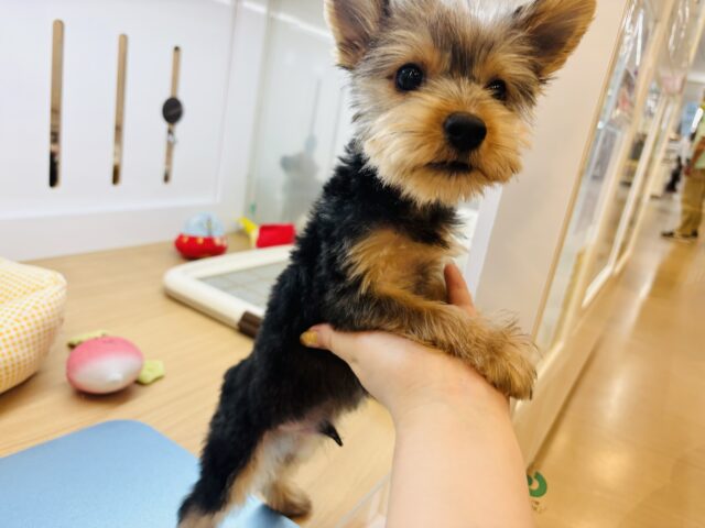 ヨークシャテリア