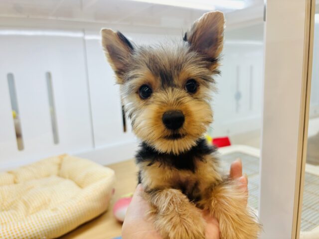 ヨークシャテリア