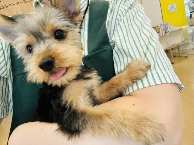 ヨークシャテリア