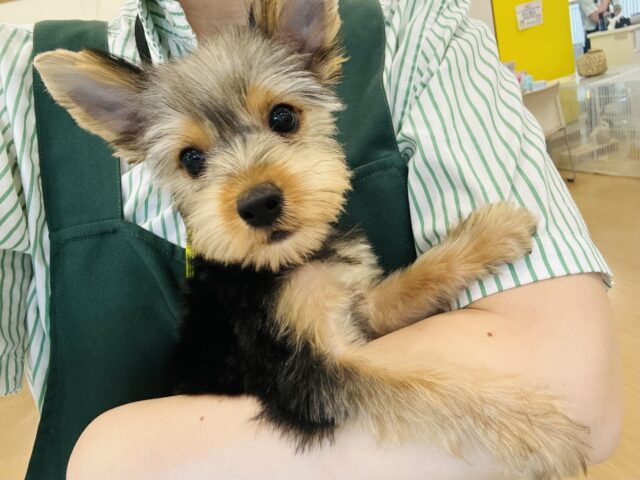 ヨークシャテリア