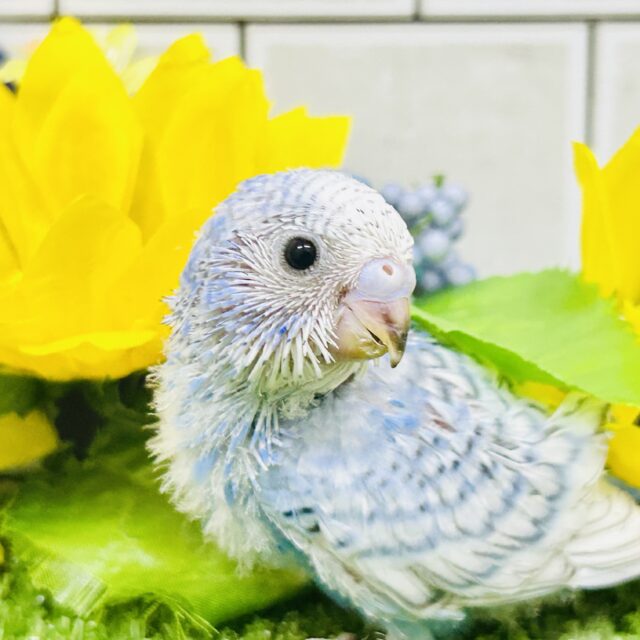 シュワッとサイダーとヒマワリ畑🌻　セキセイインコ