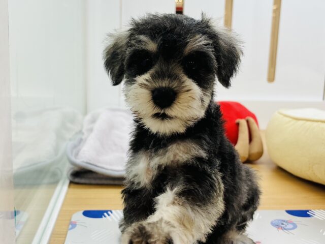 ミニチュアシュナウザー