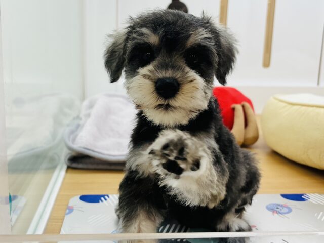 ミニチュアシュナウザー