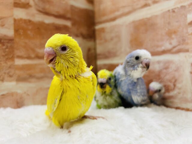 夏休みフェア開催❕❕🌊🍉🐞🎇🐤