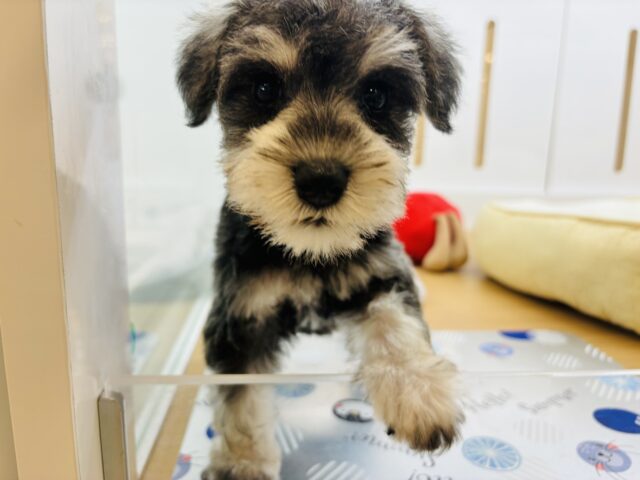 ミニチュアシュナウザー