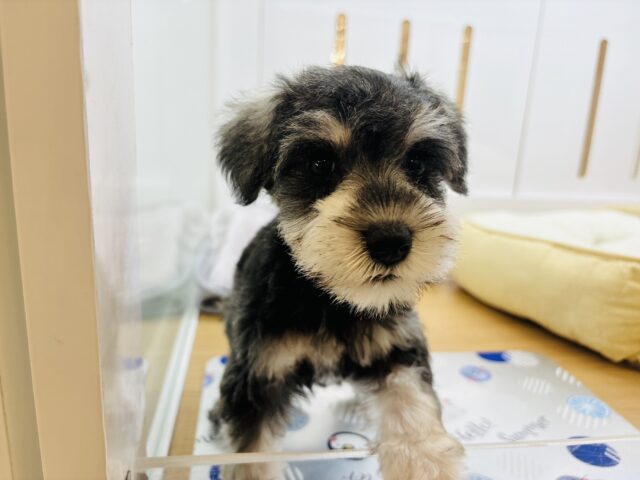 ミニチュアシュナウザー