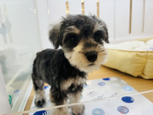 ミニチュアシュナウザー