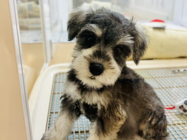 おっと〜りだけど好きは全力♡ミニチュアシュナウザーちゃん！